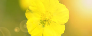 Rock Rose Gelbes Sonnenröschen Angst und Sorge Lemon Pharma Original Bachblüten